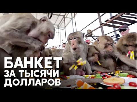 Пиршество для макак снова устроил бизнесмен в Таиланде