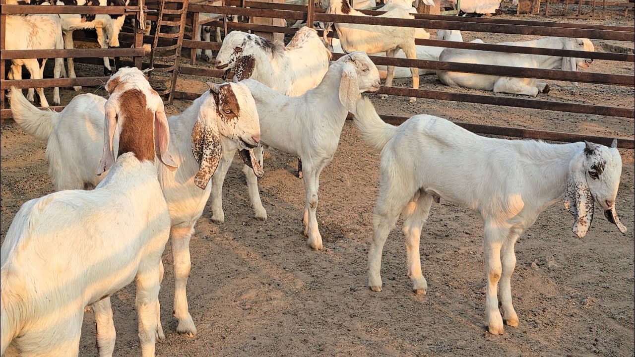 Ramadan Series | Sojat Ke Bacho Ka Loot Lo Offer At RJ Goat Farm 