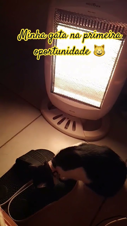 Lá está ela #music #cat #frio