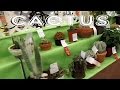 Succulent Arizona Plants In
