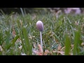 Snelle groei van paddenstoelen in mijn tuin 🍄