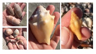 Lido Key Beach Dredging Shells. What we found when we traveled to Sarasota looking for shells.