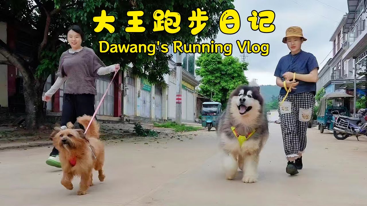 The family went for a walk, and water-loving Dawang jumped into a puddle again~【阿盆姐家的大王】