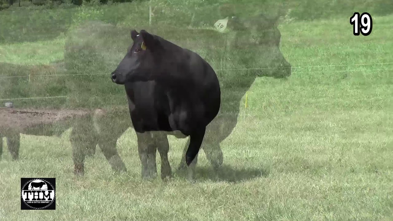 angus tasty THM Land and Cattle Lot 19