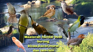 Masteran Handal untuk burung murai,kacer dan burung kicau lain||di selingi air dan ada jeda nya