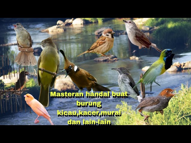 Masteran Handal untuk burung murai,kacer dan burung kicau lain||di selingi air dan ada jeda nya class=