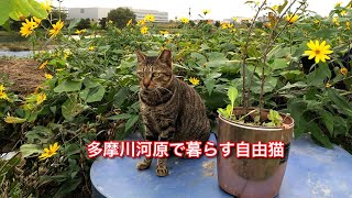 多摩川Freecat 01