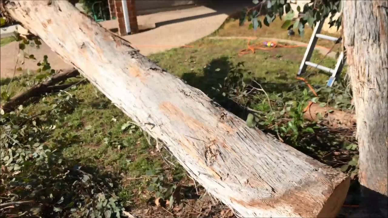 Cutting the tree down YouTube