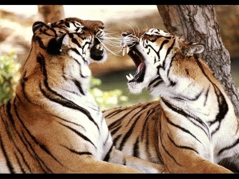 გორის ზოოპარკი... зоопарк гори грузия