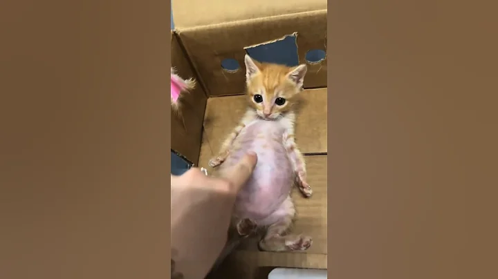 Video 10409891: cats cute kittens usa, cat cute kitten angry, cat kitten cute funny