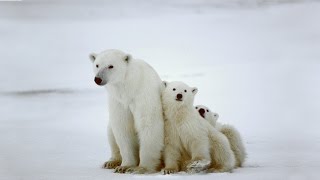 L'ours polaire et le réchauffement climatique