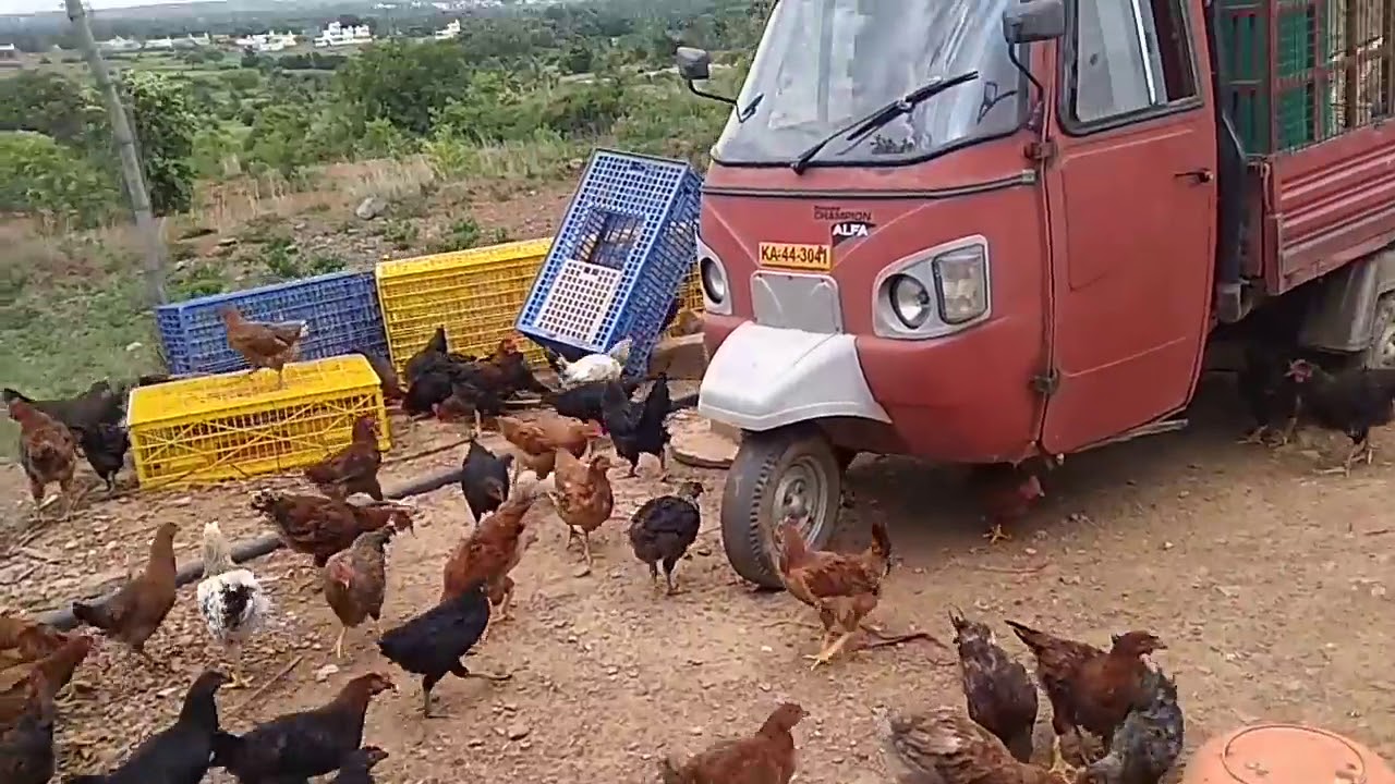 Ternak Ayam kampung di luar negri 