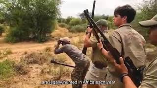 The Tiger Was Shot Dead With A Gun.