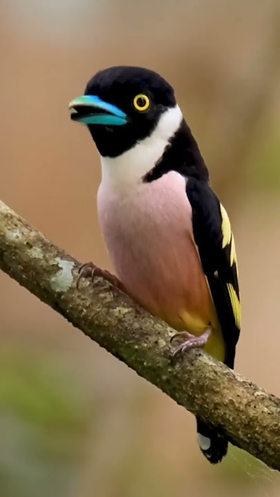 Burung Sempur-Hujan (Eurylaimidae)