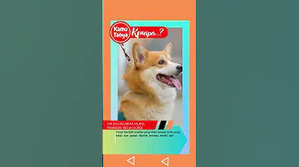 Ciri Dan Keunikan Anjing Pembroke Welsh Corgi thumbnail