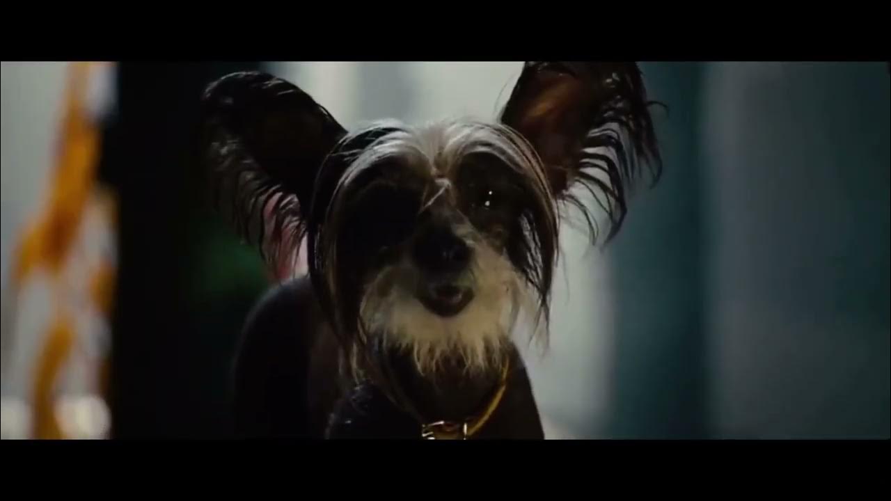 Marmaduke 2010 bosco’s party YouTube