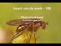 Insect van de Week 180: Pluimslankpoot