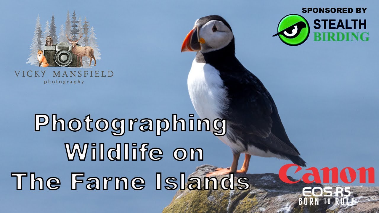 Photographing Wildlife On The Farne Islands