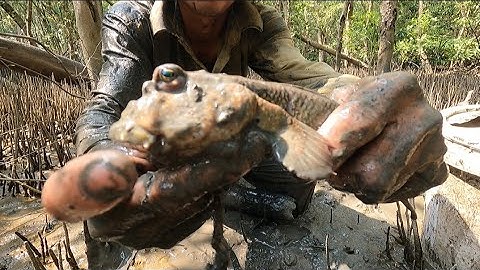 một ngày săn bắt cá thòi lòi, và cua biển (lê nghiã cần giờ)