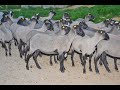 Romanovske ovce-Farma Romanov Eraković Koceljeva