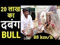 बीस लाख का "दबंग" चैम्पियन....एक बार भी नहीं हारा | Dabangg Khillari - Mysore Racing Bull