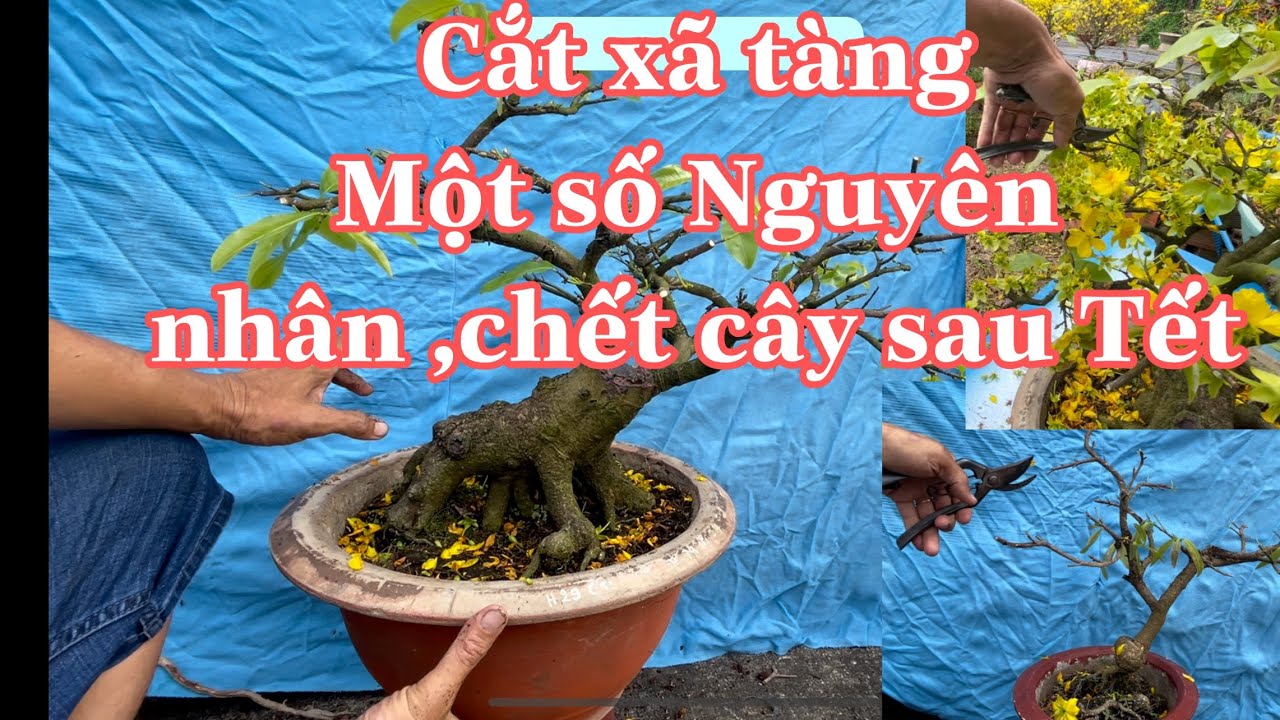 Cắt xã dưỡng,cây mai sau Tết,những điều cần lưu ý