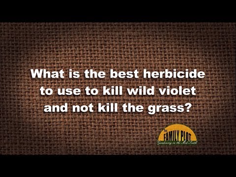 Video: Zabijte divoké fialky: Jak se zbavit divokých fialek v trávníku