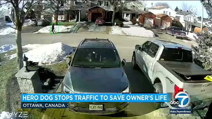 Quick-thinking dog runs into street, flags down car to save owner's life | ABC7
