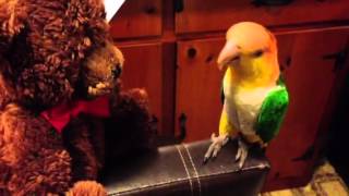 Teddy Bear and Caique parrot