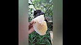 Белорусское Пчеловодство Bee&Ivtodi