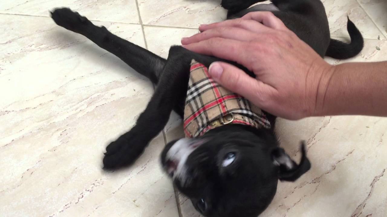 miniature pinscher seizures