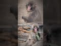 チャネリング・釈迦と繋がる神使の魂のパンチ Channeling — Punch, a divine messenger soul connected to Shakyamuni Buddha