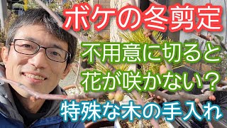 【ボケ(木瓜)の剪定】今年も来年も花が咲く冬の手入れ(2023年1月)