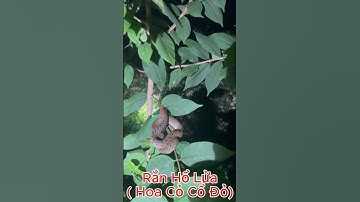 🐍 Cảnh Báo Rắn Hổ Lửa Xuất Hiện Quanh Nhà! Nguy Hiểm Vì Chưa Có Huyết Thanh #snake #randoc #cảnhbáo