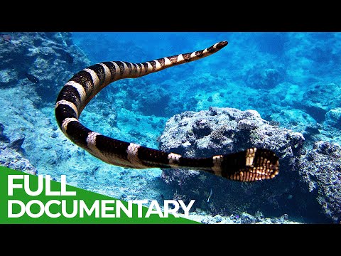 Sea of Snakes - In the Realm of the Deadly Niue Sea Krait | Free Documentary Nature