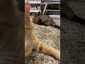 子猫の、、、#shorts