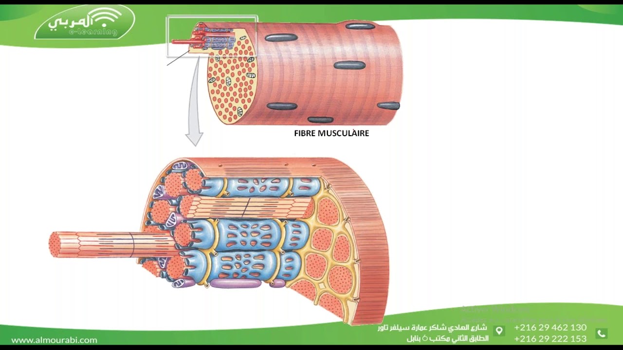 Bac Sciences  : SVT - Résumé du Fonctionnement du Muscle Squelettique