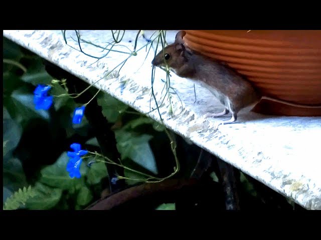 Hungry mouse eats our beautiful plant class=