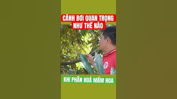 Tầm Quan Trọng Của Cành Bơi Trong Phân Hóa Mầm Hoa – Bạn Biết Chưa? | Nông Nghiệp TKA