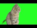 Cat Green Screen || Cute Cat Clip || Chroma Key Overlay