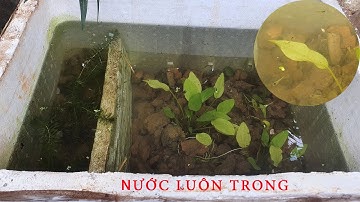 Review Hồ Cá Được Setup Bằng Than Tổ Ong Sau 1 Tuần Cá 7 Màu Sinh Sản Rất Nhiều Cá Con Khỏe Mạnh