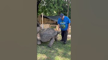 Ik heb deze reuzenschildpad 40 jaar lang grootgebracht!