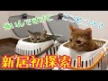 猫達と引っ越し！新居を探索する姿がかわいい！