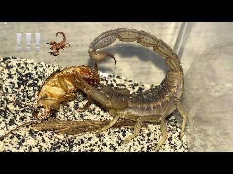 Video: How Does A Scorpion Get Food?