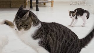 How Will the Rescued Kitten React When He Sees the Big Cat's Fight? │ Episode.9