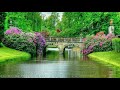 Beautiful nature background time lapse natural garden bsmotion