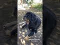 Питомник собак RussianDog