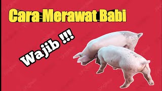 Cara Merawat Babi by Harry Saputra channel 1,072 views 1 year ago 7 minutes, 4 seconds