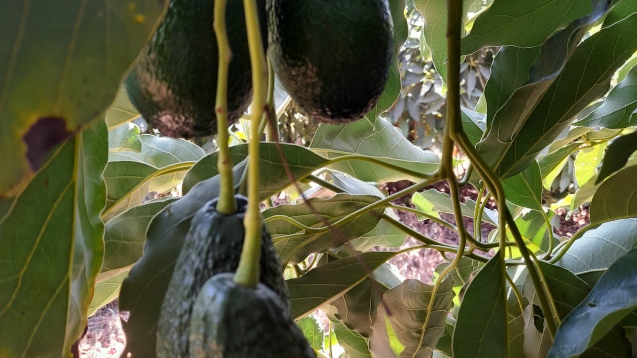 อาโวคาโด้พันนี้หน้าปลูก##อิสราเอล #แรงงานในต่างแดน #เทรนด์วันนี้ #lyrics