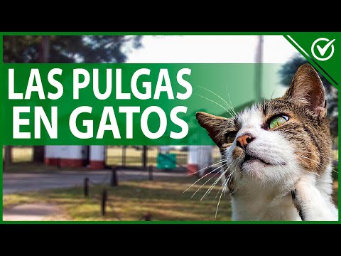 Video: Cómo deshacerse de las pulgas en la casa y en tu gato